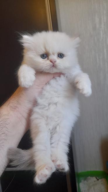 Pişiklər: Fars — 7