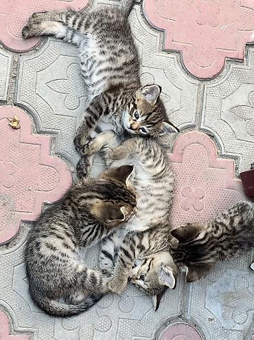 Животные: Котёнок тигрового окраса - Порода/тип: домашний короткошёрстный — 6