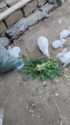 ağ dovşan: Ağ rəngli ev dovşanları – təmiz və sağlam, aktiv və mehriban. Şəkildə