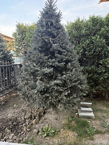 инжир саженец купить: Ель голубая НЕДОРОГО — крупномерные экземпляры для озеленения участка — 2