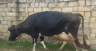 Dana, buzov: Salam Aleykum inek saglam inekdir 16-17 litr sud sagilir sakit