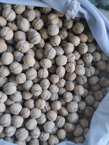 купить саженцы плодовых в бишкеке: Грецкие орехи в скорлупе - Натуральные цельные орехи, собраны и