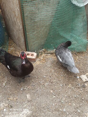 Другие с/х животные: Утята Индоутки Тяжёлая Линия. Индоутята. Фендибоберных Солидных — 10