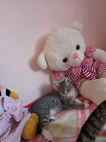 balaca cins itler: Şotland, Dişi, Yaxşı əllərə, Ödənişli çatdırılma — 7