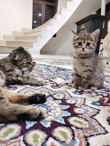 Коты: Salam pişiy 2 aylıqdı