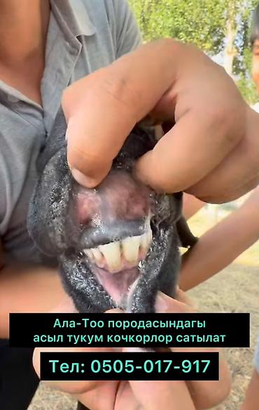 собаки ош: Продаю | Баран (самец) | Гиссарская | Для разведения | Племенные, Осеменитель — 2