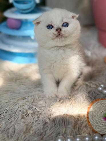 Кошки: Шотландская, Самец, В добрые руки — 4