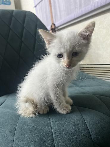 Отдам даром кошку: Кошка даром: Беспородная, 1 месяц, Девочка, Приучена к лотку — 2