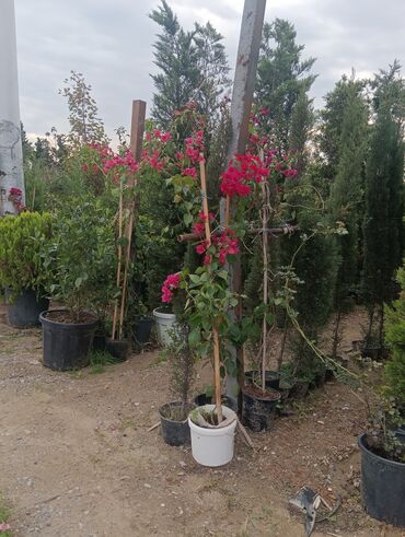 Landşaft işləri: Dekarativ bitgilerin satişi
xan cinar
ekvalit
zeytun — 10