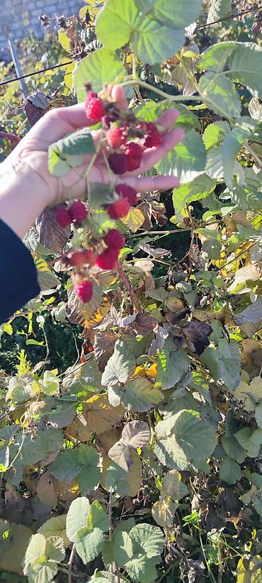 Малина: Малина Оптом — 7