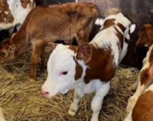 молочные оборудование: Сатам | Уй (ургаачы), Бука (эркек), Кунаажын | Ангус, Герефорд, Голштин | Бордоп семиртүү үчүн, Союуга, Көбөйтүү үчүн | Асыл тукумдуу