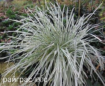 Другие виды семян и саженцев: Все растения что на фото, есть в наличии — 7