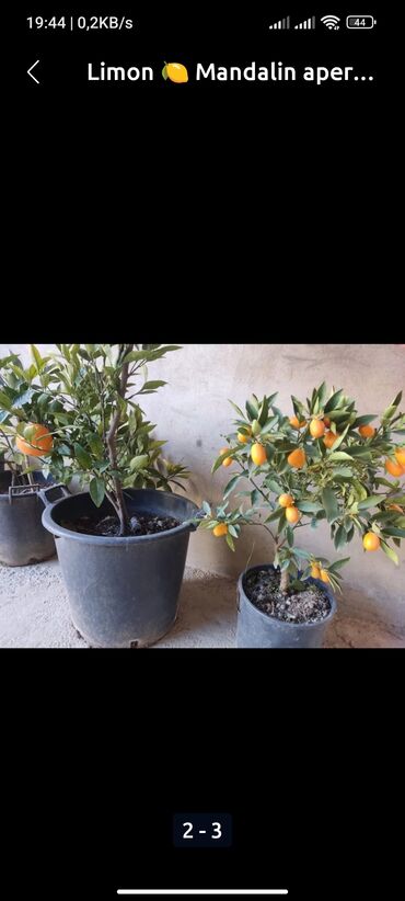 Уличные растения: Limondan, mandarin və portağaldan ibarət sitrus bitkiləri, hər biri