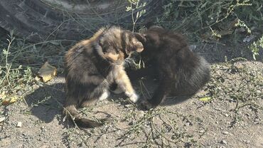 дом для кош: Котята для пристройства: на Улица Молдокулова, 28Б/2 под самим