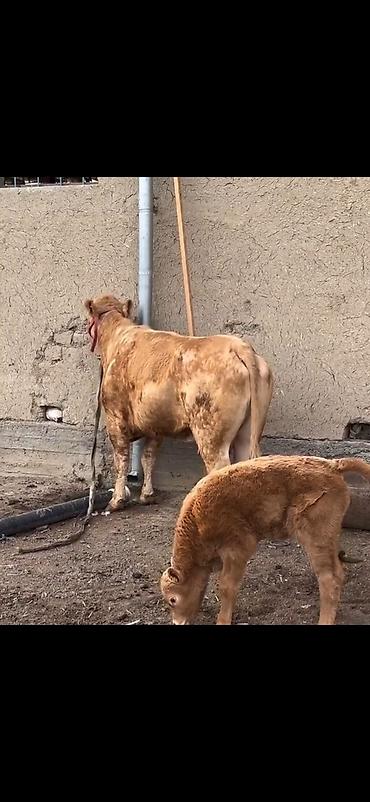 Inəklər, öküzlər: Satlıq heyvan – inək ilə buzov dəsti - Növ: inək və yanında erkək — 6