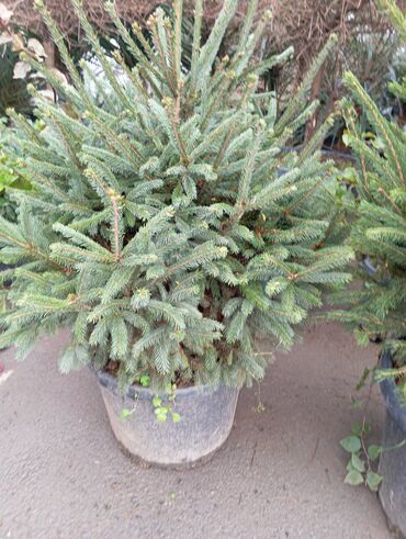 Ağaclar: Yeni il şamları 🌲 dibçəkdə ofis,ev 🏠 və bağ 🪏 üçün uyğundur.Təbii — 12