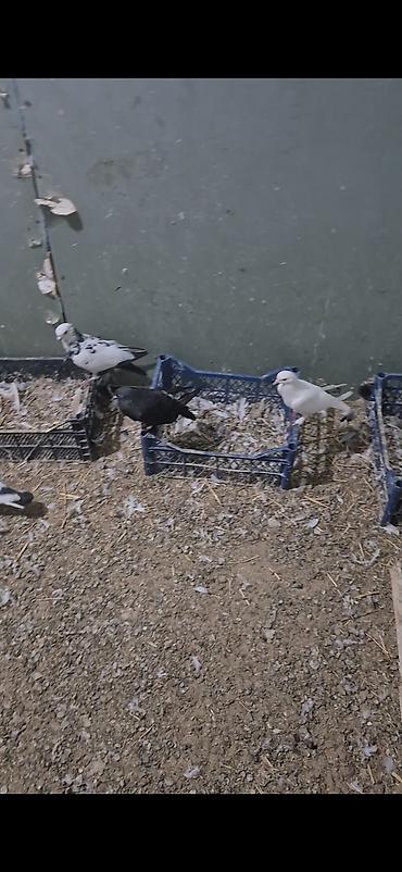 heyvanlar quşlar: 15dənə tutulma heyvandı 5 manatdan ünvan bakı naxçıvanski 070. 232 32 — 2