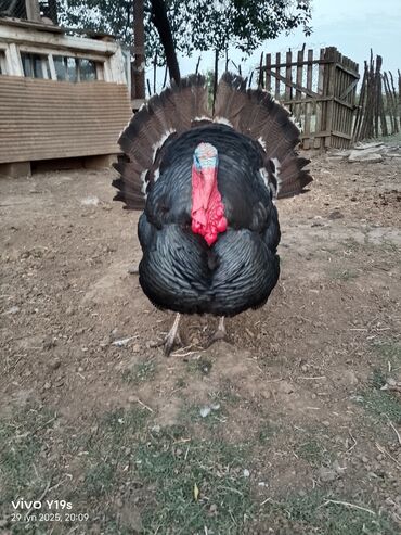 Hinduşka: Erkək, Kanada, Amerika, Yumurtalıq, Ünvandan götürmə, Ödənişli çatdırılma — 2