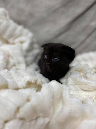 Pişiklər: Britan — 5