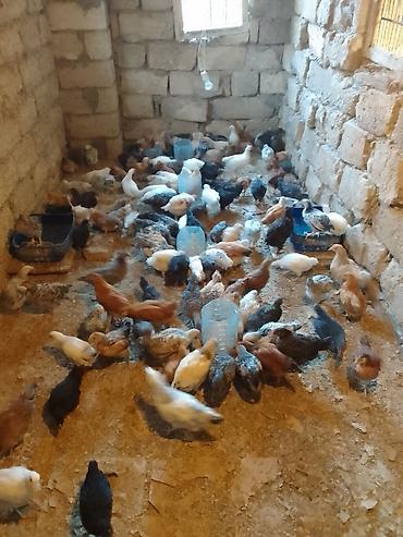 cuce satişi: Toyuq cücələri, Damazlıq — 4