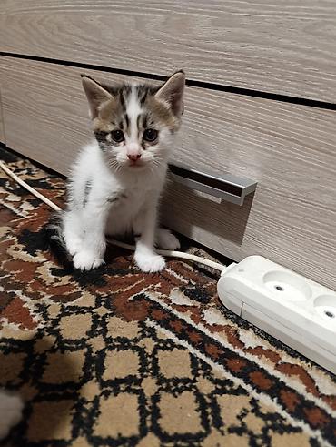 pitomnik temir: Кошка даром: Беспородная, 1 месяц, Мальчик, Приучена к лотку — 1