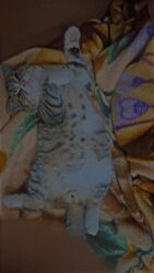 Pişiklər: Britan pişiyi 3 aylıq baladı.six yumusaciq tükleri saglam mehriban — 7