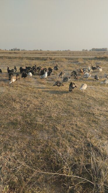 продажа щенков немецкой овчарки в бишкеке с документами: Продаю | Индюк (самец) | Полукровка | Для разведения