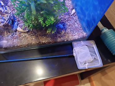 baliq toru: Akvarium dəsti - Şəffaf şüşə akvarium, kub formalı - Yuxarıdan — 4