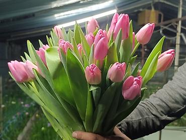 Цветы и букеты: Тюльпаны от производителя - Выгонка тюльпанов в собственных теплицах at lalafo.kg — 8 Цветы и букеты: Тюльпаны от производителя - Выгонка тюльпанов в собственных теплицах — 8