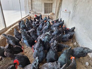 Toyuqlar: Toyuq, Australorp, Damazlıq, Ünvandan götürmə, Ödənişli çatdırılma, Rayonlara çatdırılma -da lalafo.az — 14 Toyuqlar: Toyuq, Australorp, Damazlıq, Ünvandan götürmə, Ödənişli çatdırılma, Rayonlara çatdırılma — 14