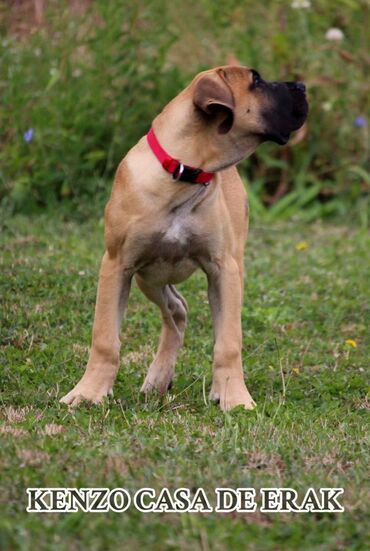 Psi: Štenci Presa Canario, ostenjeni 24.5.2023 godine. Kuba Kira je rođena — 12