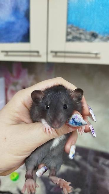 Крысы: Привет друзья !! У нас родились красивые крысята.Друзья в питомнике - — 25
