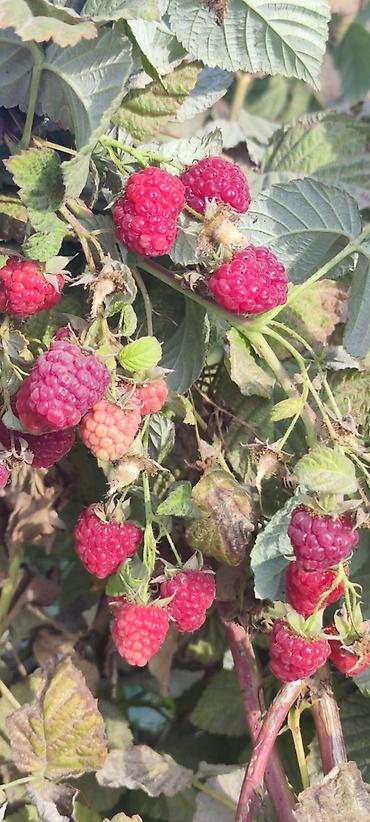 Малина: Малина Оптом — 9