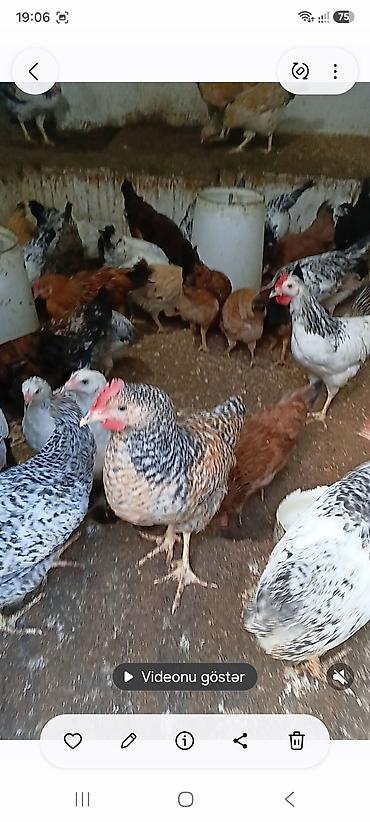 qizil qus: Toyuqlar satılır
5 aylıqdılar
vaksin olunublar
hövsan kəndi — 1