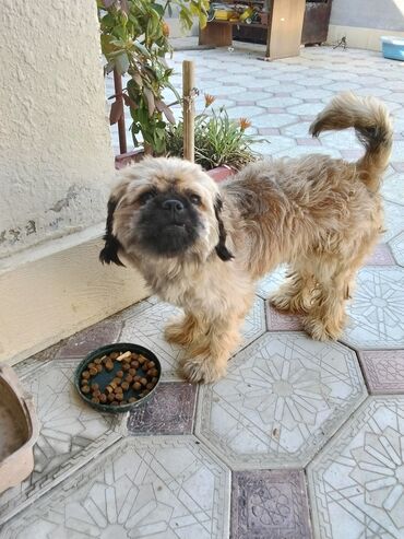 it pişik: Pekines, 1 il, Erkek, Ünvandan götürmə