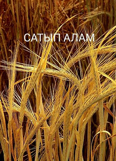 ячмень озимый: Арпа сатып алам савхоз Ала Тоо кок-жар — 1