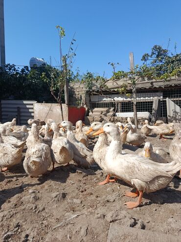 Digər quşlar: Satılır: PEKIN-KUBAN sortu ördəklər ✅ Sağlam, təmiz və tez inkişaf -da lalafo.az — 10 Digər quşlar: Satılır: PEKIN-KUBAN sortu ördəklər ✅ Sağlam, təmiz və tez inkişaf — 10