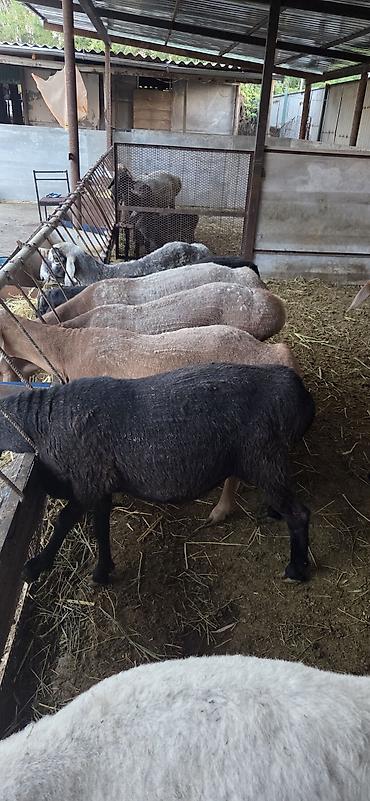 Баран, овца: Продаю | Баран (самец) — 6