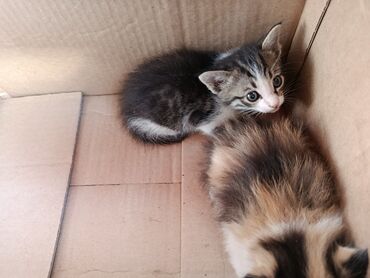 сколько стоит сиамская кошка в сомах: Отдаем котят в добрые руки