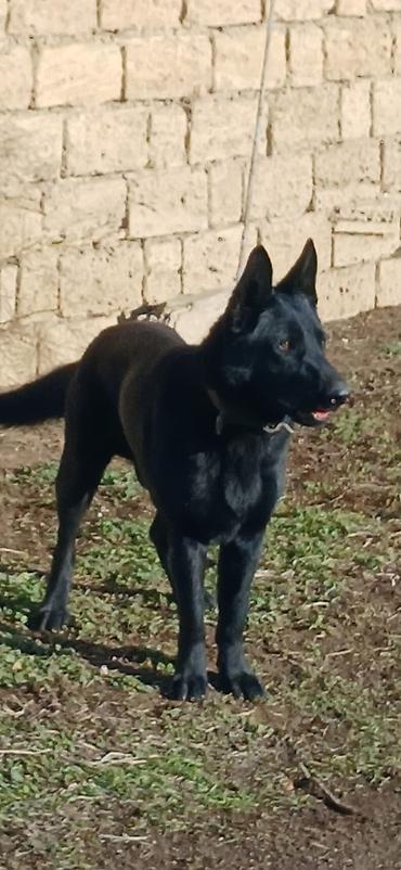 İtlər: Alman çoban iti, 11 ay, Erkek, Peyvəndli — 3