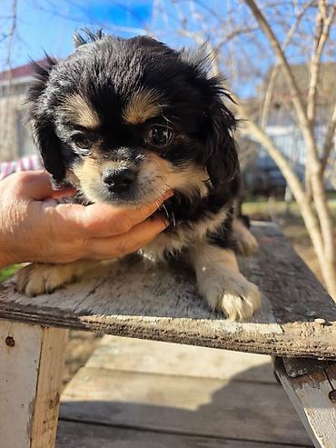 İtlər: Pekines — 1