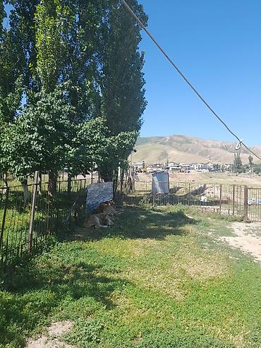 Продажа коттеджей и домов: Продаю дом+кошару в совхозе Ала-Тоо у подножия горы, есть условия для — 2