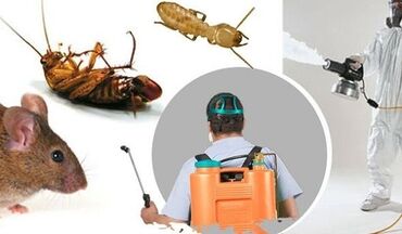ловушки для тараканов бишкек: Дезинфекция, дезинсекция | Клопы, Блохи, Тараканы | Транспорт, Офисы, Квартиры