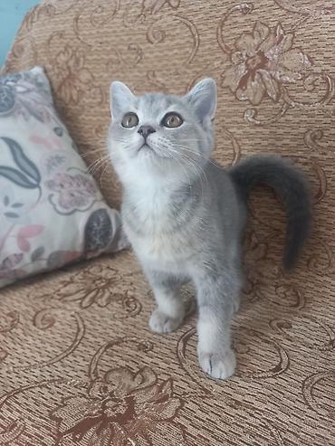 Şotland, Dişi, Yaxşı əllərə lalafo.az -da Şotland, Dişi, Yaxşı əllərə