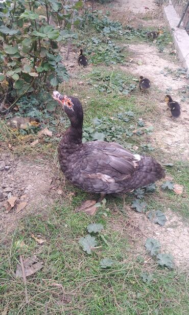 Ördəklər: Dişi, | Lal ördək, Macar, Damazlıq, Pulsuz çatdırılma — 6