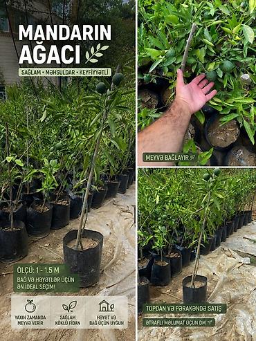 zeytun ağacı satışı: Lənkəran Mandarin ağacı fidanları - Növ: Mandarin (meyvə verən calaq — 4