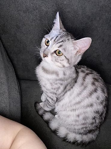 serbest qrafikli is elanlari 2019: Şinşilla, Dişi, Ünvandan götürmə, Ödənişli çatdırılma — 3