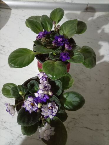 Otaq bitkiləri: Afrika bənövşəsi (Saintpaulia) kolleksiyası - Rəng çeşidi: açıq — 14