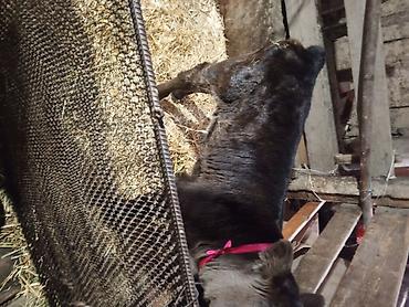 Другие с/х животные: Лошадь (серой масти) и телёнок (чёрной масти) - Лошадь: молодая — 1