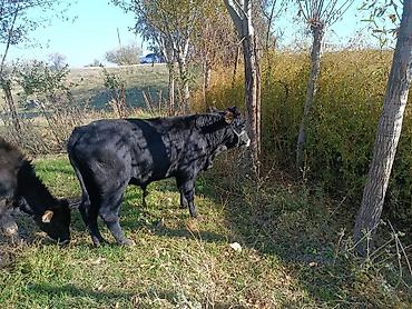 Продаю | Бык (самец) | На откорм | Отела не было